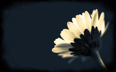 Black Flower Background Hd Pixlith