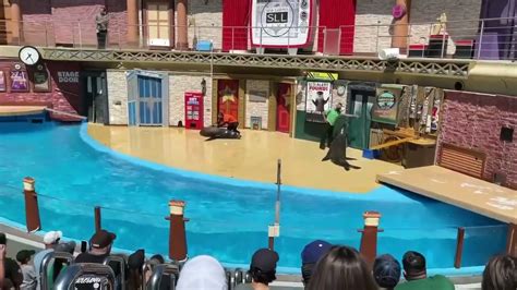 Vid 4 Sea Lion Show At Seaworld San Diego Youtube