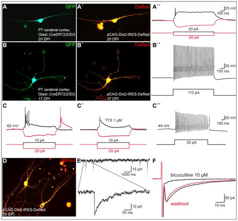 Postnatal Cortical Astroglia Reprogrammed By Forced Expression Of Dlx2