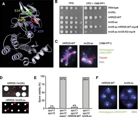 Figure 1 From Monopolar Attachment Of Sister Kinetochores At Meiosis I