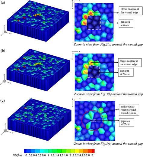 Snapshots Of Von Mises Stress Distribution Of 3d Epithelial Wound