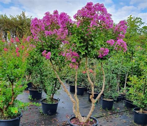 LAGERSTROEMIA indica Superviolacea Pépinières Ripoche Nantes