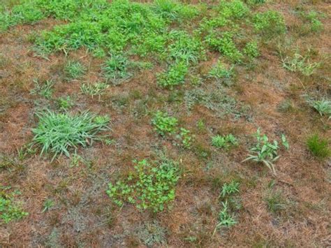 How to Get Rid of Crabgrass Naturally: Safe and Easy