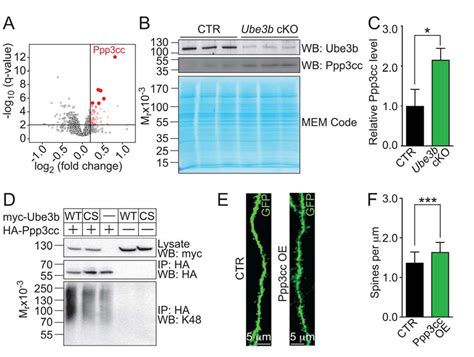 Pdf The Kaufman Oculocerebrofacial Syndrome Protein Ube B Regulates