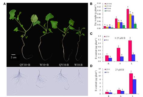 Figure 1 From Physiological And Transcriptional Analyses Reveal