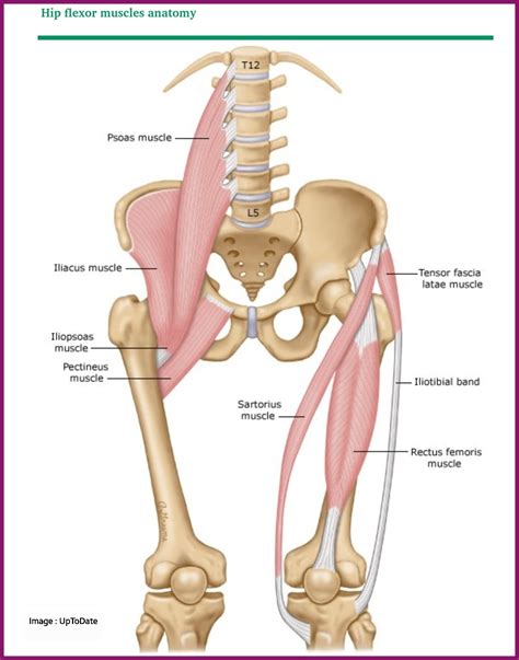 Hip Flexor Muscles Diagram