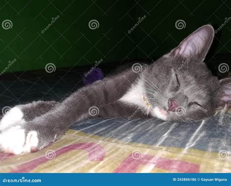 Cat Sleeping Soundly On The Bed Stock Photo Image Of Pets Kitten