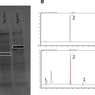 A Sodium Dodecyl Sulfate Polyacrylamide Gel Electrophoresis Of