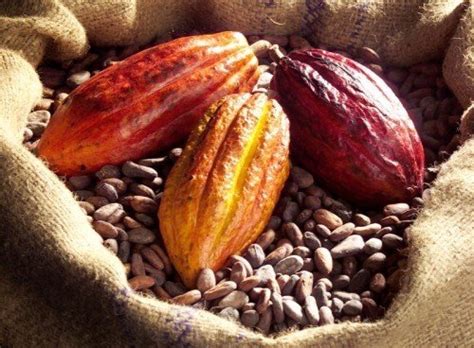 Best Quality Sundry Cocoa Beans Your Whole Nutrition