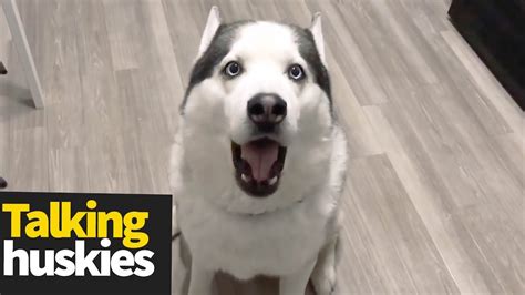 Hilarious Talking Huskies Compilation Huskies Are Awesome Youtube