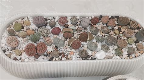 Литопсы в июле #plants #lithops #succulents #лето #жара - YouTube