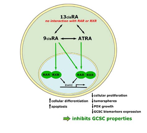 Schematic Representation Of Atras Signaling Pathway And Anticancer