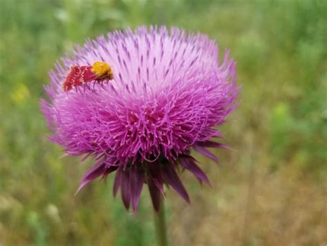 Hubbard Fellowship Blog Olivia Finds A Fancy Moth The Prairie Ecologist