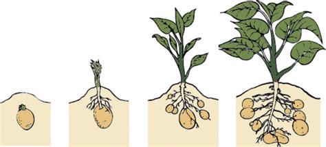 Evolucion De Las Plantas Timeline Timetoast Timelines