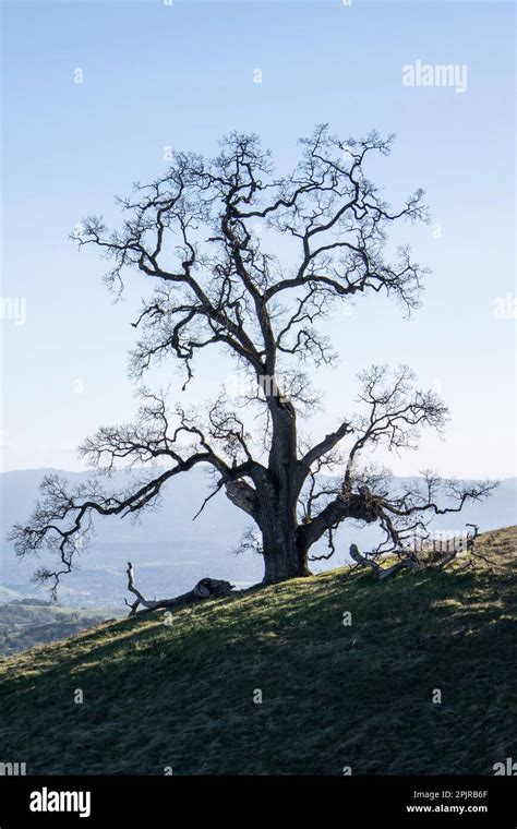 A Lone Oak Tree On A Hillside In Santa Clara County California The