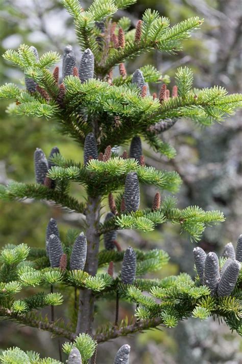 Balsam Fir Abies Balsamea From New England Wild Flower Society