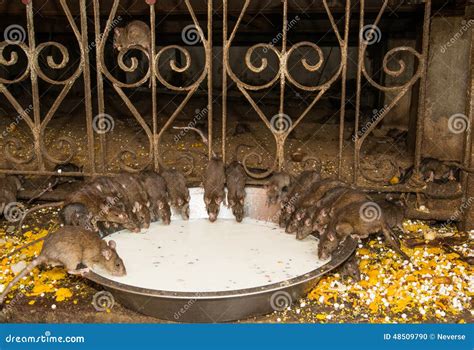 Rato De Alimentação No Templo De Karni Mata Foto de Stock Imagem de