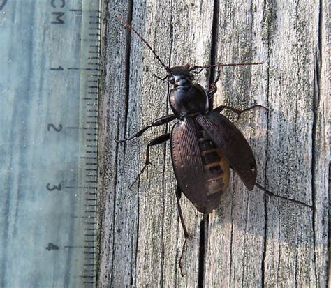 Beetle Carabus Vinctus Bugguide Net