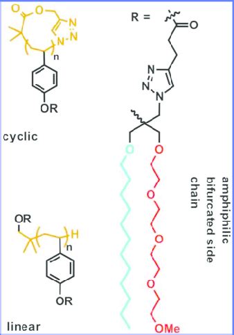 Chemical Structure Of The Linear And Cyclic Homopolymer Amphiphilic