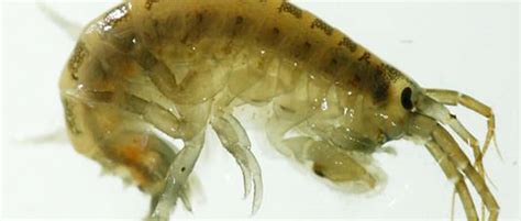 Michigan Bans Killer Shrimp The Wildlife Society