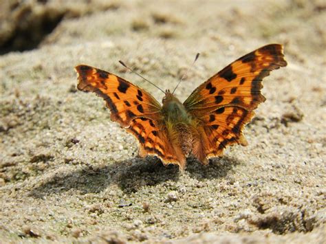 Butterfly Multicoloured Wing Free Photo On Pixabay Pixabay