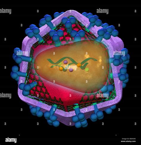 Human Immunodeficiency Virus Structure