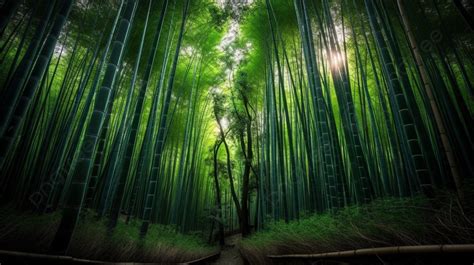 Bamboo Forest Wallpaper Hd For Pc