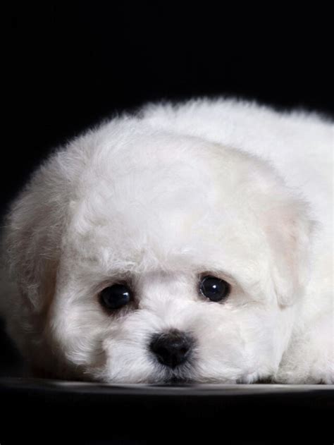 Teacup Bichon Frise – 13 Things Owners Need to Know Story - Thedogsnobs