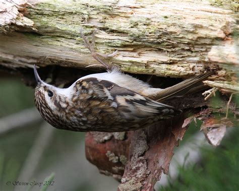 Steve Carey Bird Photography Treecreeper Certhia Familiaris