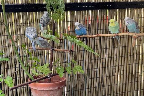 Exhibition Budgies Price In Pakistan Parrots For Sale