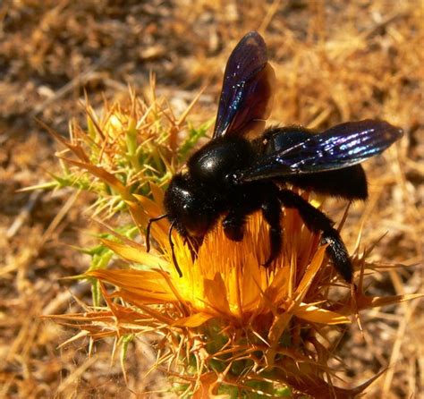 FOTOMACRO: Xylocopa sp.