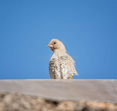 Female Red-headed Finch stock image. Image of feathers - 75573811