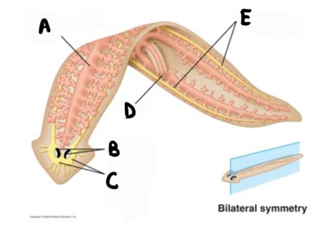 Flatworm Diagram Flashcards Quizlet