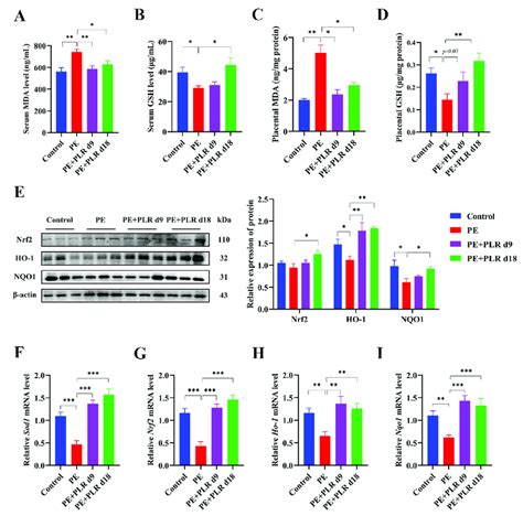 Plr Attenuated Oxidative Stress And Upregulated The Placental