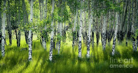 Aspen Trees Summer Forest Photograph By The Forests Edge Photography