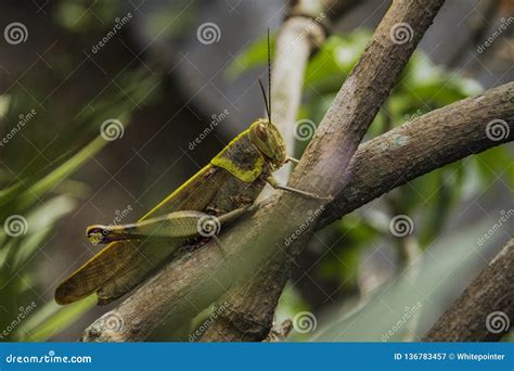 A Big Grasshopper Camouflage on the Plant Branches Stock Image - Image of control, close: 136783457