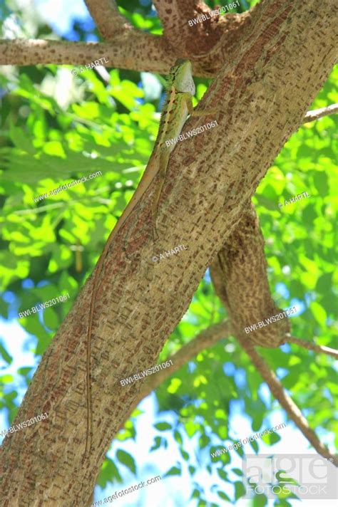 Common Blood Sucker Indian Tree Lizard Garden Lizard Calotes