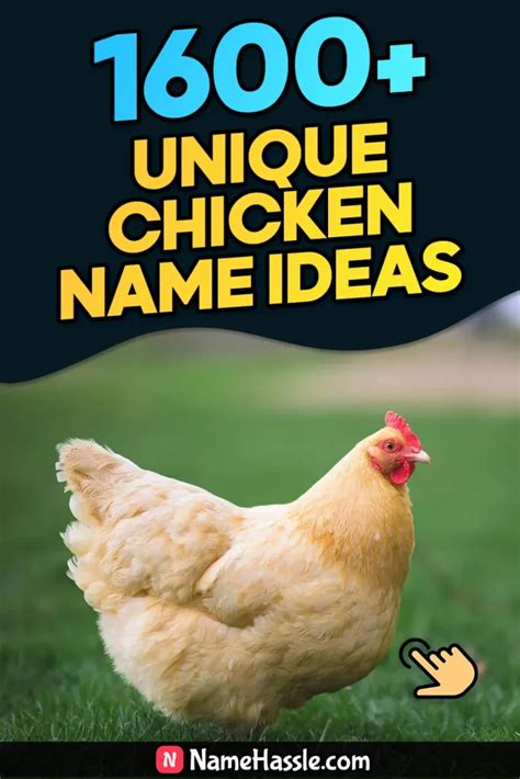 1850 Cool And Funny Chicken Names Ideas Generator 2025