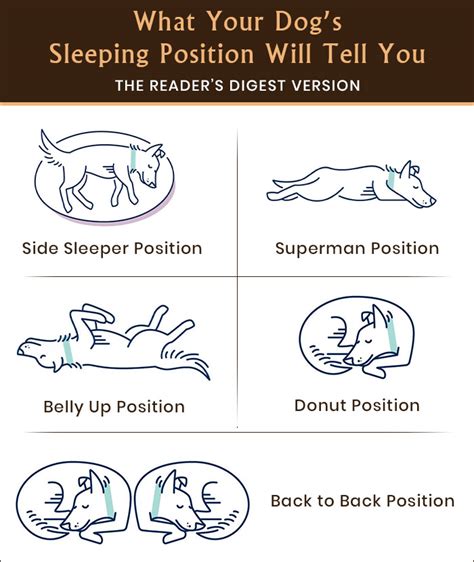 Decoding 5 Common Dog Sleeping Positions Vetsupply