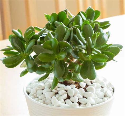 14 Easy To Grow Indoor Plants That Anyone Can Grow