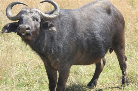 Water Buffalo in South Africa | Water buffalo, Africa, South africa