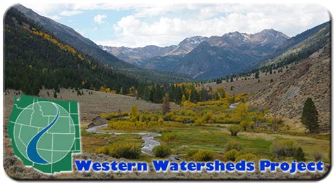 Western Watersheds Project Wins Protections For Native Fish In Central