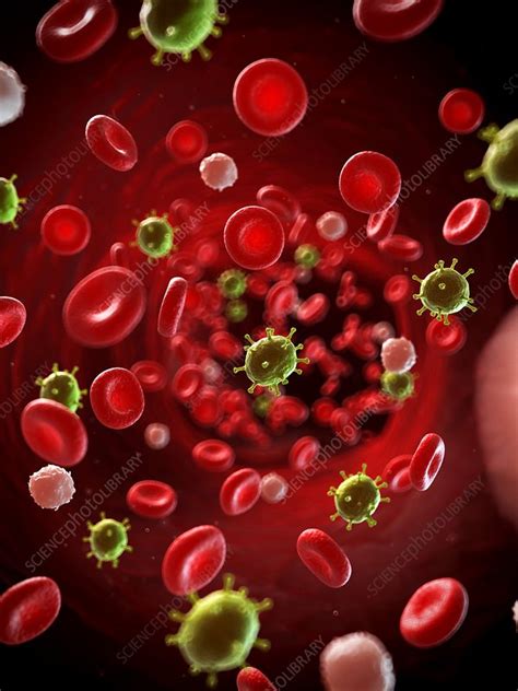 Virus Infecting The Blood Illustration Stock Image F