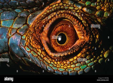 Close Up Of Reptiles Eye Stock Photo Royalty Free Image 60508802 Alamy