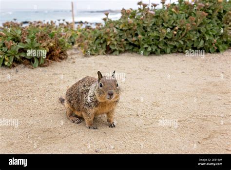 California ground squirrel. On the beach Northern California, USA Stock ...