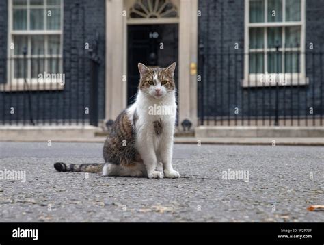 Larry The Downing Street Cat And Chief Mouser To The Treasury Outside