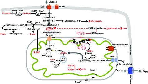 Mitochondrial Nad Nadh Redox State And Diabetic Cardiomyopathy