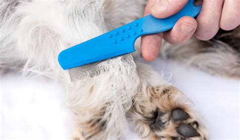 How Do You Kill Dog Fleas