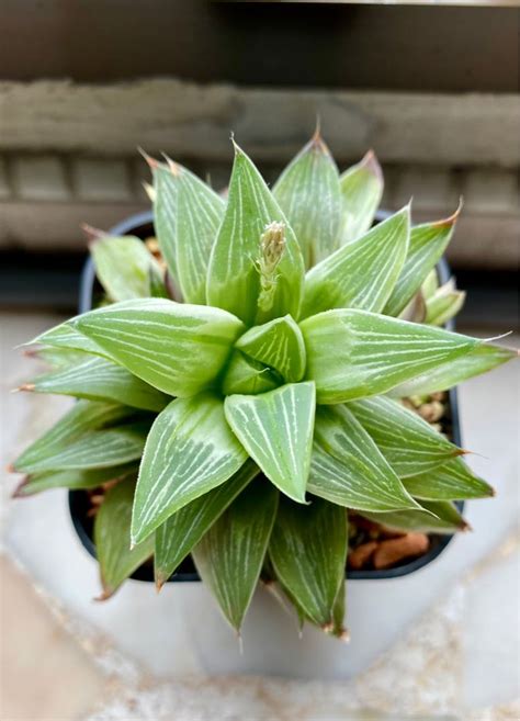 Haworthia Retusa Variegated Cv Milky Way Gardening Plants On Carousell