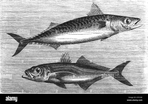 Atlantic Mackerel Scomber Scombrus And Atlantic Horse Mackerel
